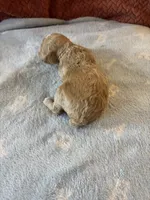 Big Dan, a male Poodle - Miniature  for sale in Hardy, AR – 4 of 7