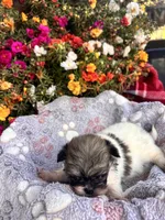 Yoshi, a male Pekingese for sale in Hardy, AR – 5 of 6