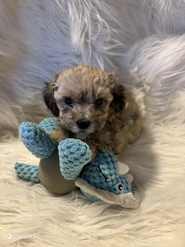 Frank – Poodle - Toy  puppy for sale in Hardy, AR