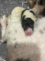 Joker, a male Poodle - Miniature  for sale in Hardy, AR – 1 of 1