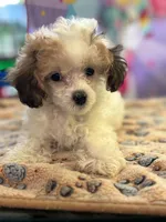 Mouse , a female Poodle - Toy  for sale in Hardy, AR – 2 of 8