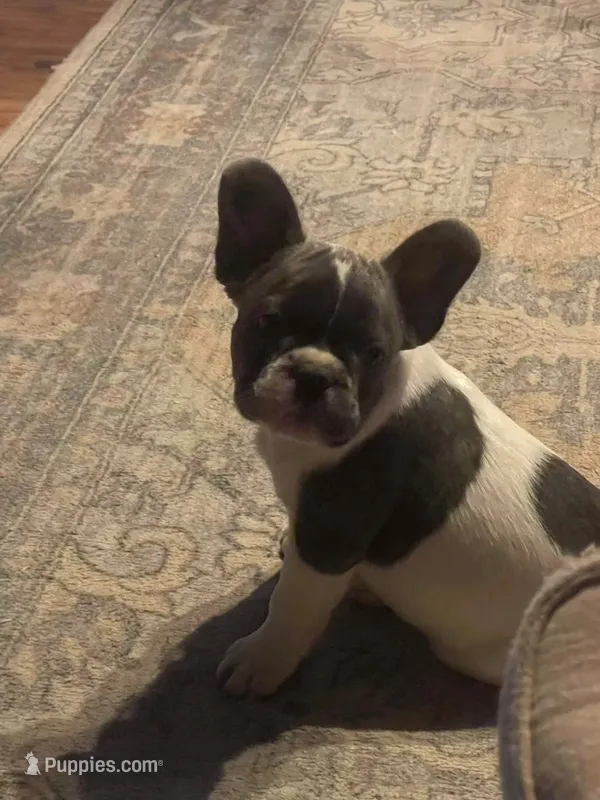 Tank – French Bulldog puppy for sale in Hardy, AR