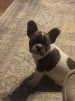Tank, a male French Bulldog for sale in Hardy, AR – 1 of 1