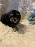 Rocco, a male Poodle - Toy  for sale in Hardy, AR – 3 of 5