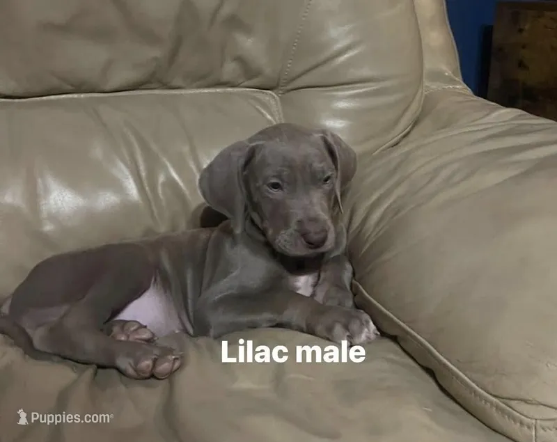 Duke – Great Dane puppy for sale in Hardy, AR