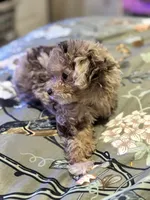 Ruby, a female Miniature Aussiedoodle for sale in Hardy, AR – 9 of 10