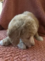 Honey, a female Poodle - Miniature  for sale in Hardy, AR – 4 of 4