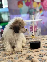 Mouse , a female Poodle - Toy  for sale in Hardy, AR – 5 of 8