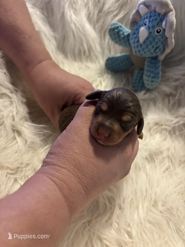 Bowser – Doxiepoo puppy for sale in Hardy, AR