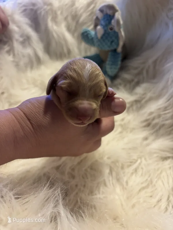 Luigi – Doxiepoo puppy for sale in Hardy, AR