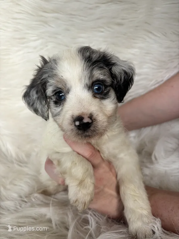 Paco – Cockapoo puppy for sale in Hardy, AR