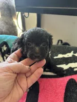 Tango , a male Miniature Aussiedoodle for sale in Hardy, AR – 4 of 4