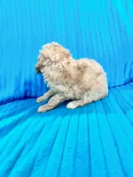 Littlr, Dan, a male Poodle - Miniature  for sale in Hardy, AR – 2 of 9