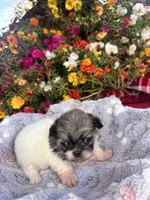 Yoshi, a male Pekingese for sale in Hardy, AR – 4 of 6