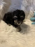 Rocco, a male Poodle - Toy  for sale in Hardy, AR – 5 of 5