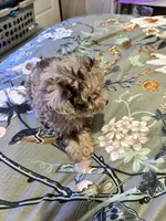 Ruby, a female Miniature Aussiedoodle for sale in Hardy, AR – 7 of 10