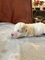 Maverick, a male Poodle - Miniature  for sale in Hardy, AR – 4 of 5