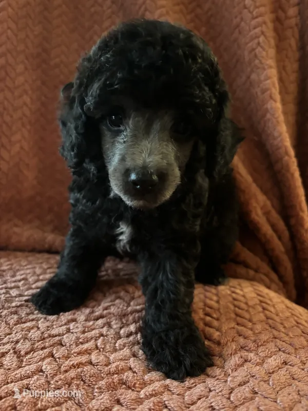 Prince – Poodle - Miniature  puppy for sale in Hardy, AR