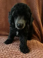Prince, a male Poodle - Miniature  for sale in Hardy, AR – 1 of 3