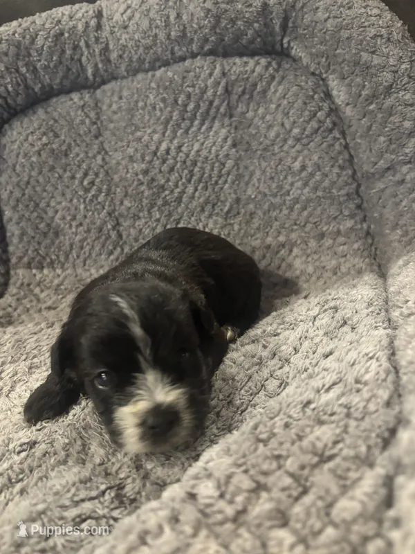 Remington – Shihpoo puppy for sale in Hardy, AR