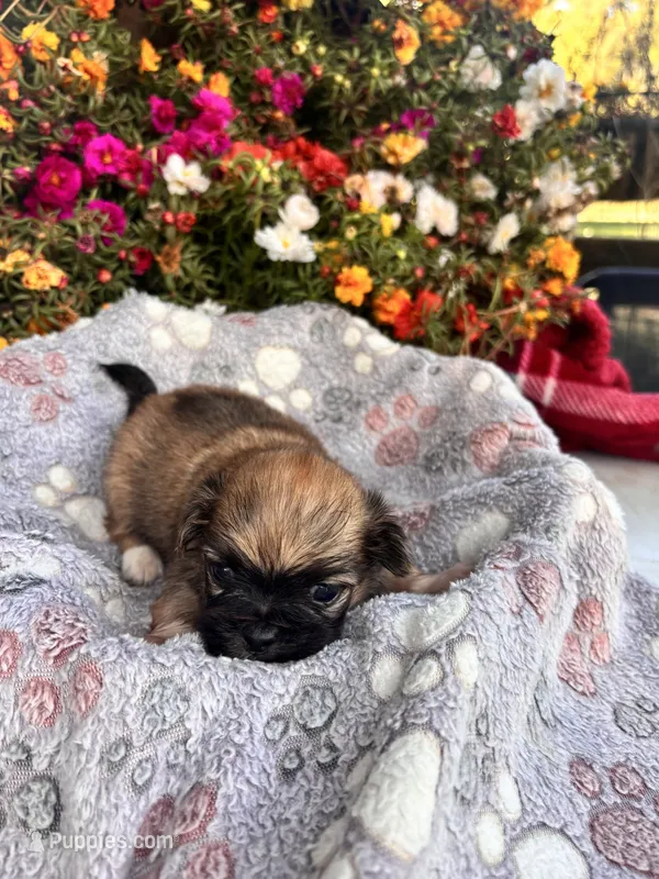 Yoki – Pekingese puppy for sale in Hardy, AR