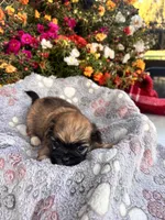 Yoki, a male Pekingese for sale in Hardy, AR – 1 of 5