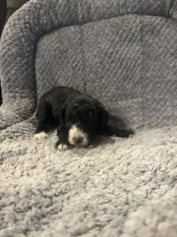 Moon – Poodle - Toy  puppy for sale in Hardy, AR