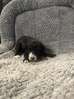 Moon, a female Poodle - Toy  for sale in Hardy, AR – 1 of 3