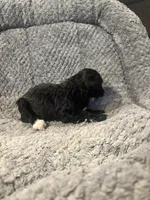 Moon, a female Poodle - Toy  for sale in Hardy, AR – 3 of 3