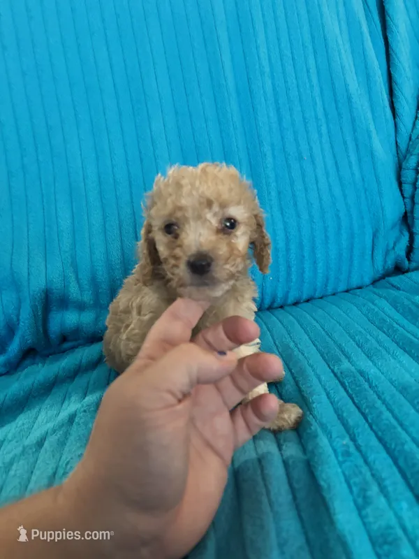Big Dan – Poodle - Miniature  puppy for sale in Hardy, AR