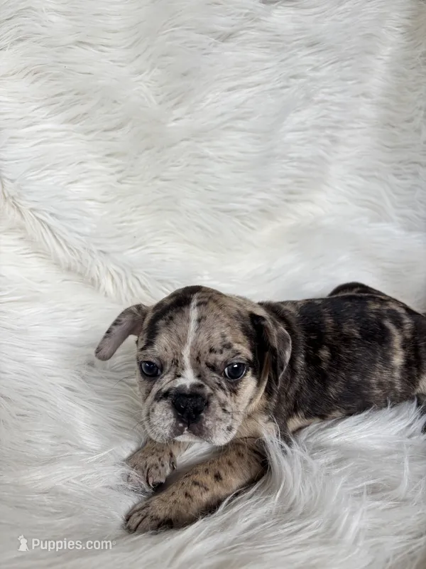 Toad – Frenchton puppy on hold in Hardy, AR