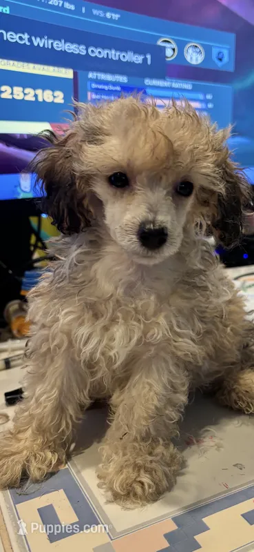 Frank – Poodle - Toy  puppy for sale in Hardy, AR
