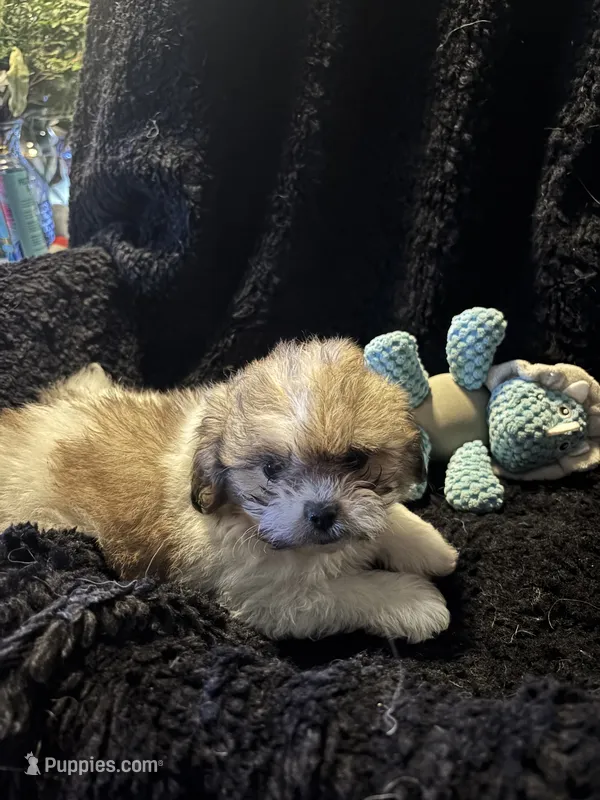 Bam Bam  – Peekapoo puppy for sale in Hardy, AR