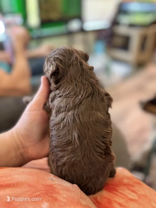 Cheyenne – Poodle - Toy  puppy for sale in Hardy, AR