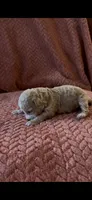 Poppy , a female Poodle - Miniature  for sale in Hardy, AR – 2 of 6