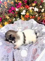 Yoshi, a male Pekingese for sale in Hardy, AR – 3 of 6