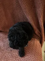 Prince, a male Poodle - Miniature  for sale in Hardy, AR – 2 of 3