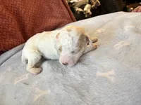 Maverick, a male Poodle - Miniature  for sale in Hardy, AR – 3 of 5