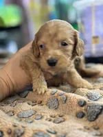 Mario, a male Doxiepoo for sale in Hardy, AR – 4 of 7