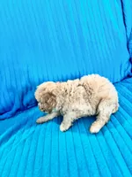 Big Dan, a male Poodle - Miniature  for sale in Hardy, AR – 4 of 10