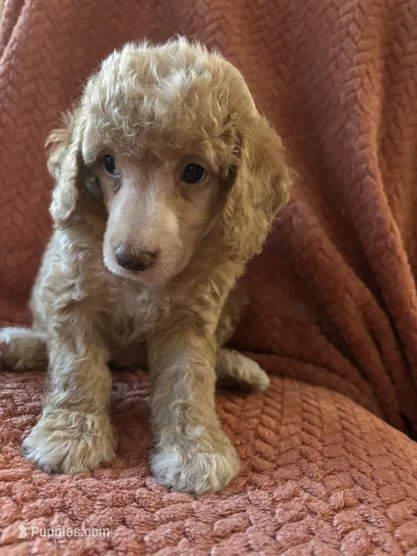 Honey – Poodle - Miniature  puppy for sale in Hardy, AR
