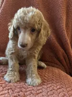 Honey, a female Poodle - Miniature  for sale in Hardy, AR – 1 of 4