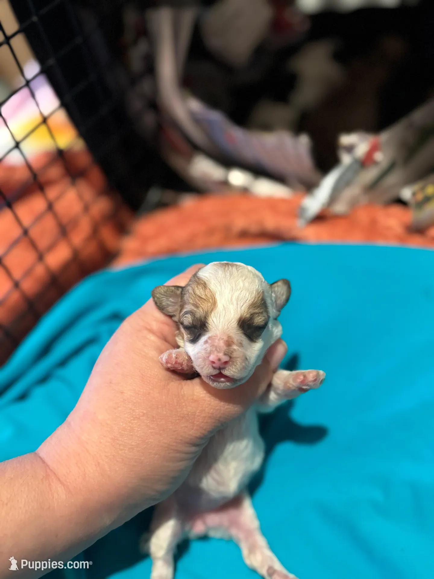 Mouse , a female Poodle - Toy  for sale in Hardy, AR – Photo 1 of 2