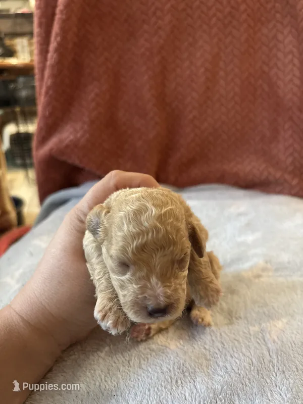 Littlr, Dan – Poodle - Miniature  puppy for sale in Hardy, AR