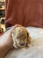 Littlr, Dan, a male Poodle - Miniature  for sale in Hardy, AR – 1 of 6