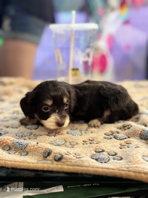 Rosalina – Doxiepoo puppy for sale in Hardy, AR