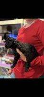 Tango , a male Poodle - Miniature  for sale in Hardy, AR – 2 of 2