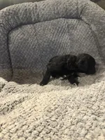 Magic, a female Poodle - Toy  for sale in Hardy, AR – 3 of 3