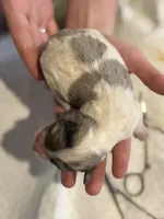 Boss , a male Cockapoo for sale in Hardy, AR – Photo 3 of 3