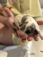 Boss , a male Cockapoo for sale in Hardy, AR – Photo 1 of 3